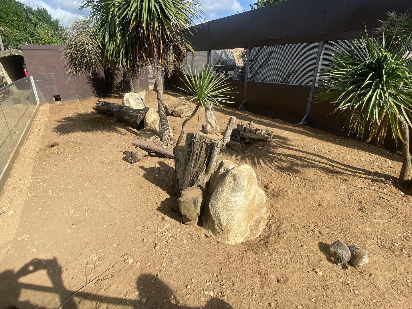 Meerkat enclosure 140923