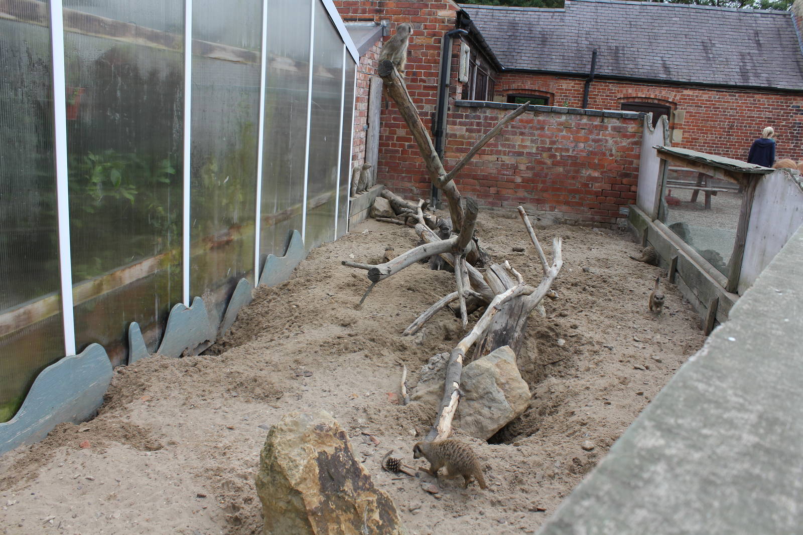 Meerkat Enclosure 15-8-14