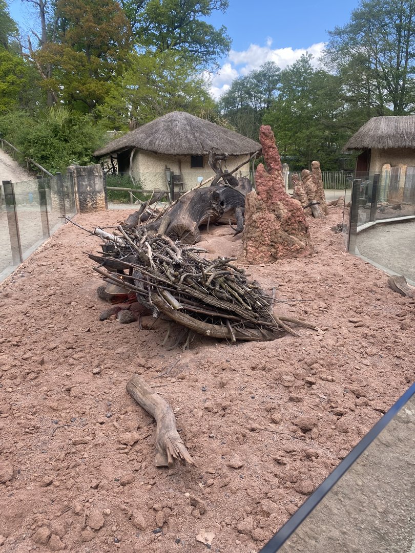 Meerkat enclosure 150523
