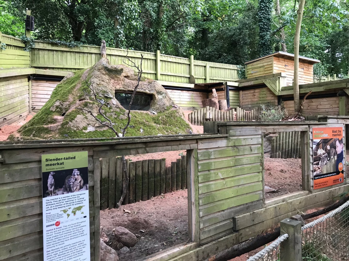 Meerkat enclosure 150918