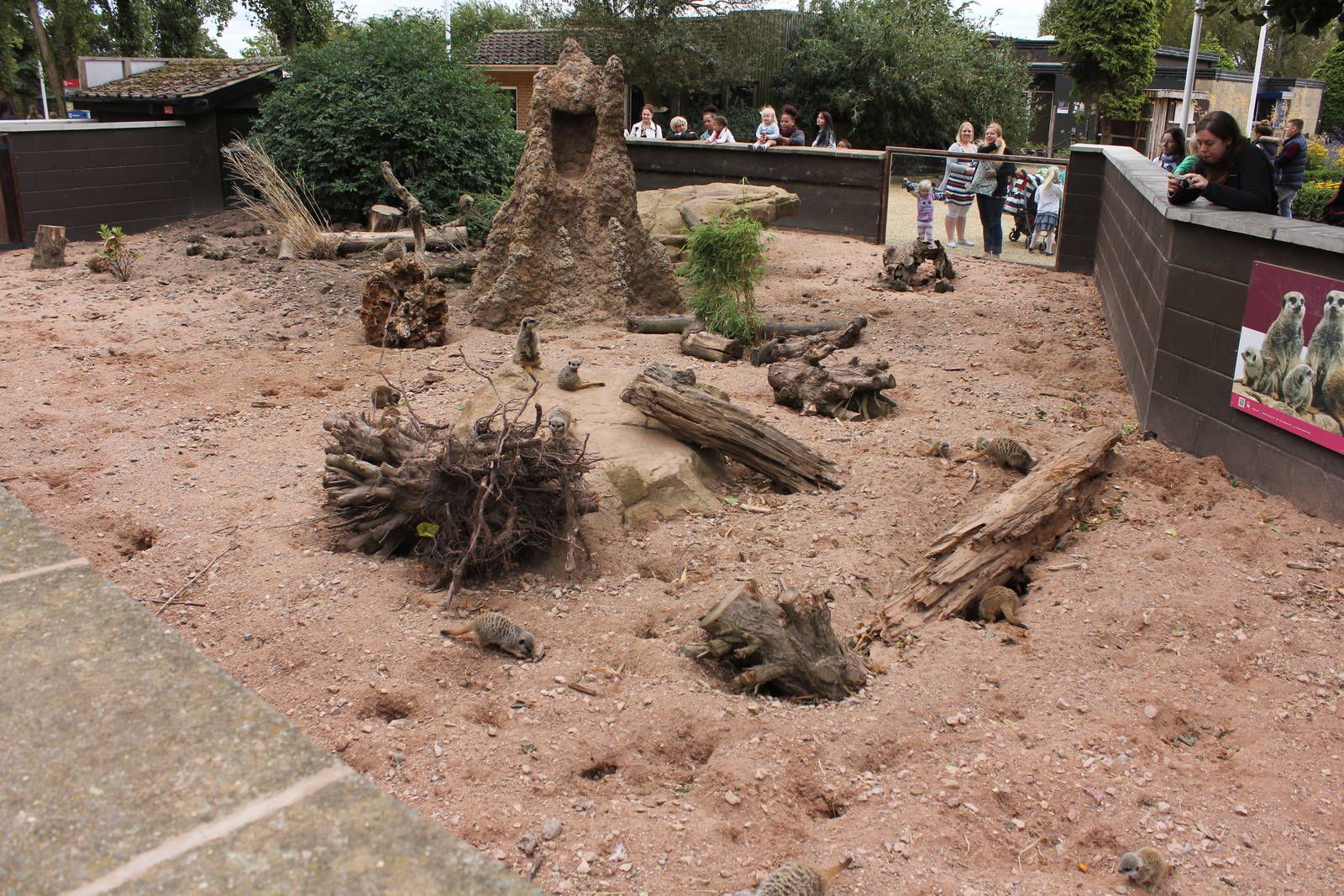 Meerkat enclosure 16-8-14