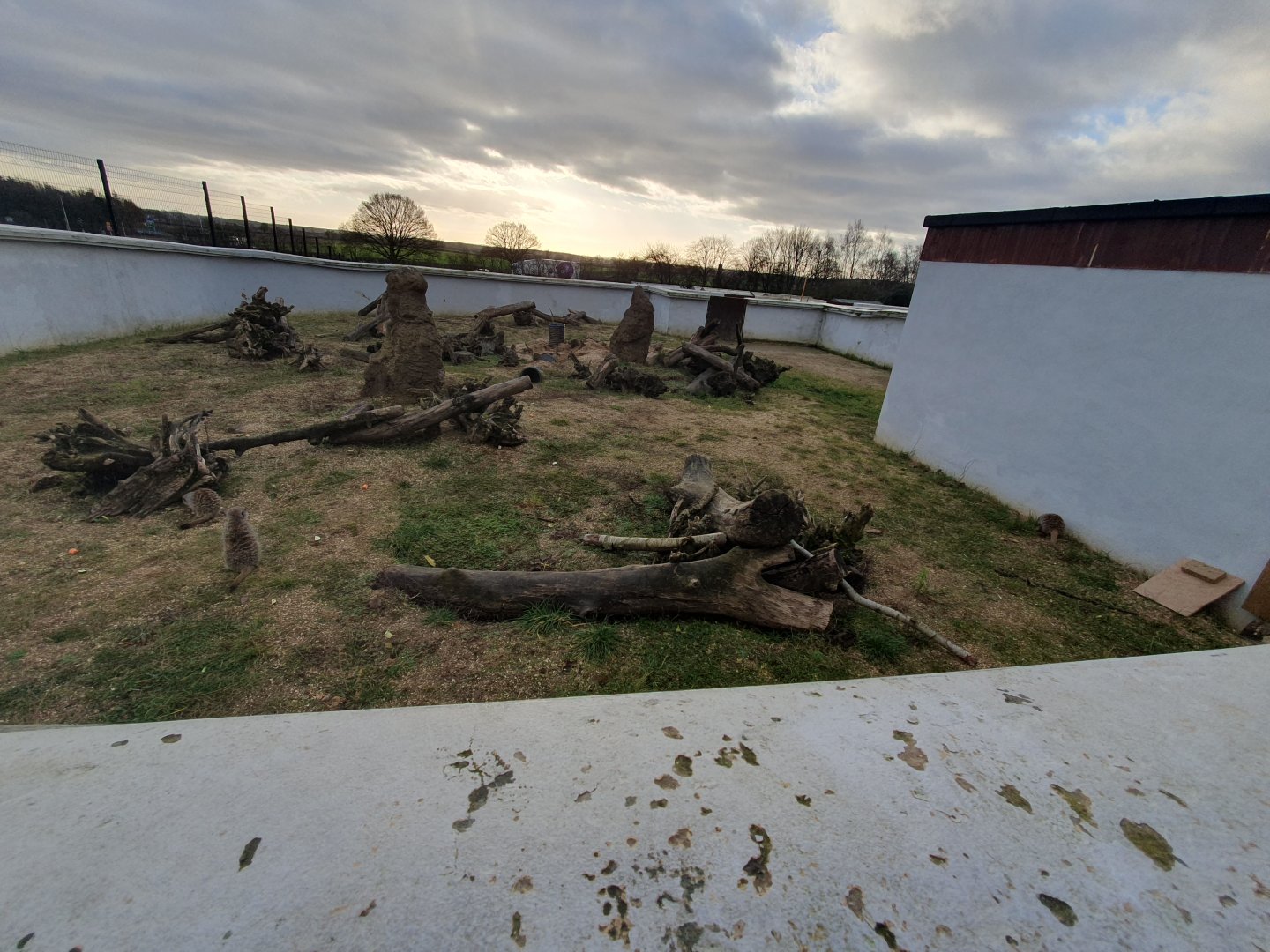 Meerkat enclosure 17/12/23