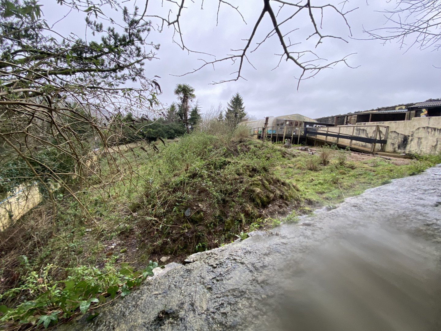 Meerkat enclosure 170224