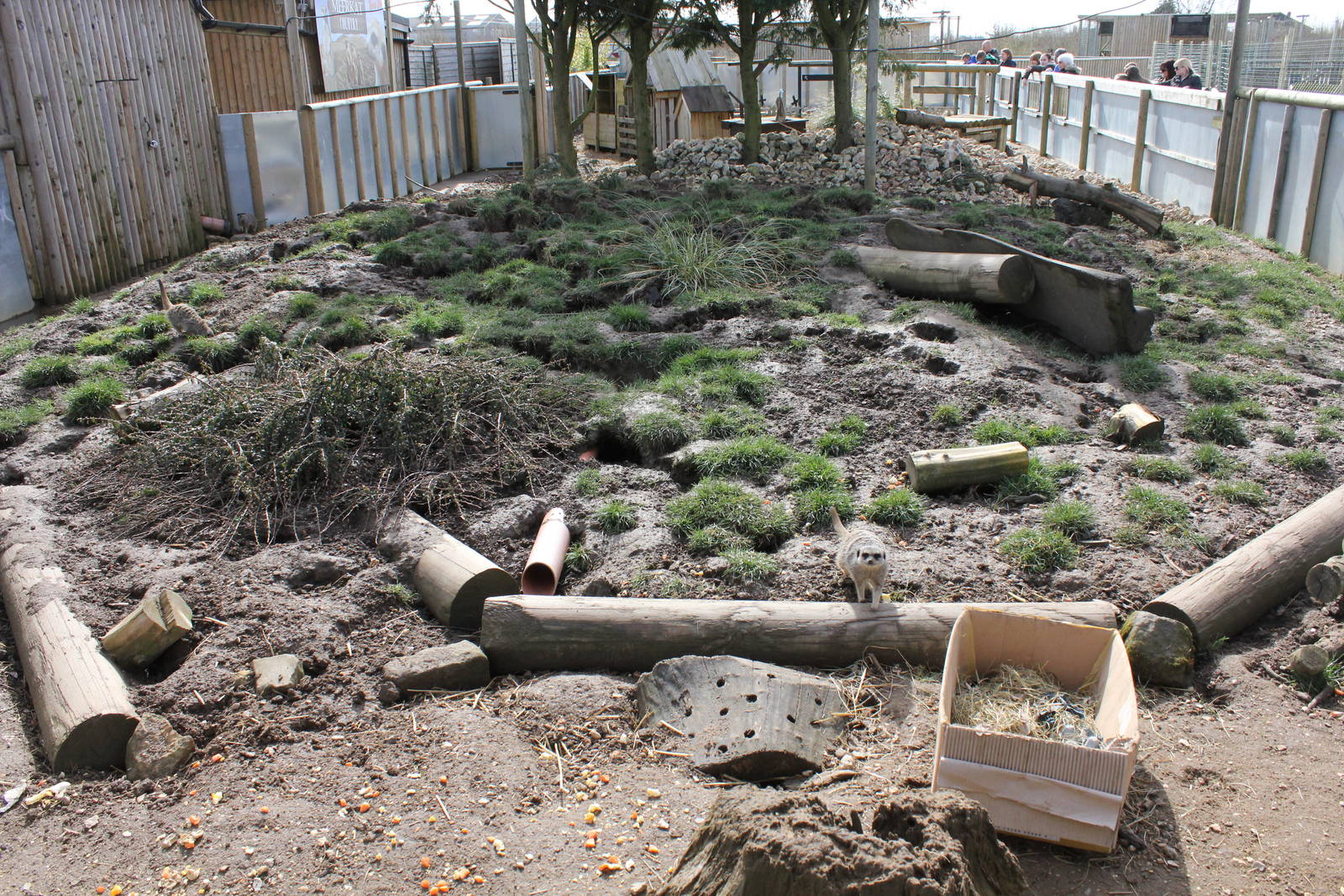 Meerkat enclosure. 2-4-15