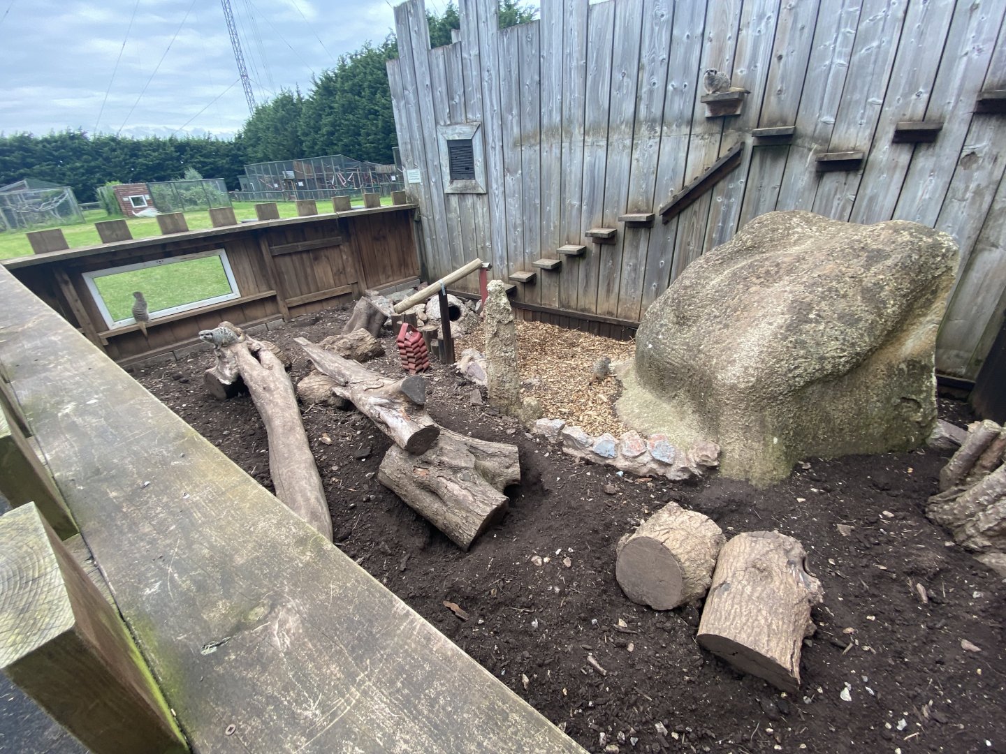 Meerkat enclosure 210621