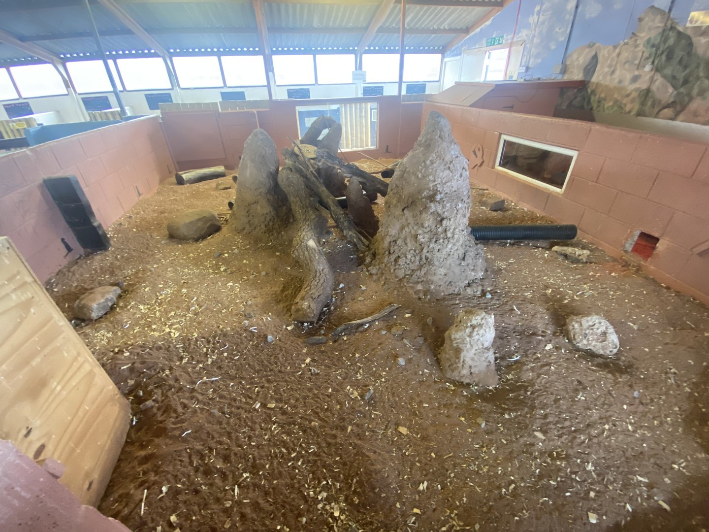 Meerkat enclosure 231022