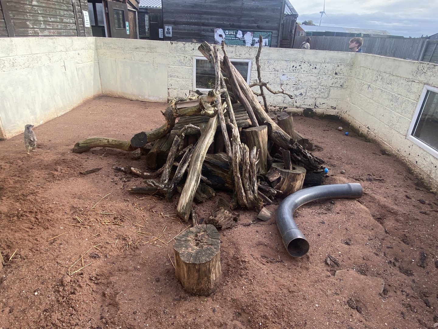 Meerkat enclosure 231022