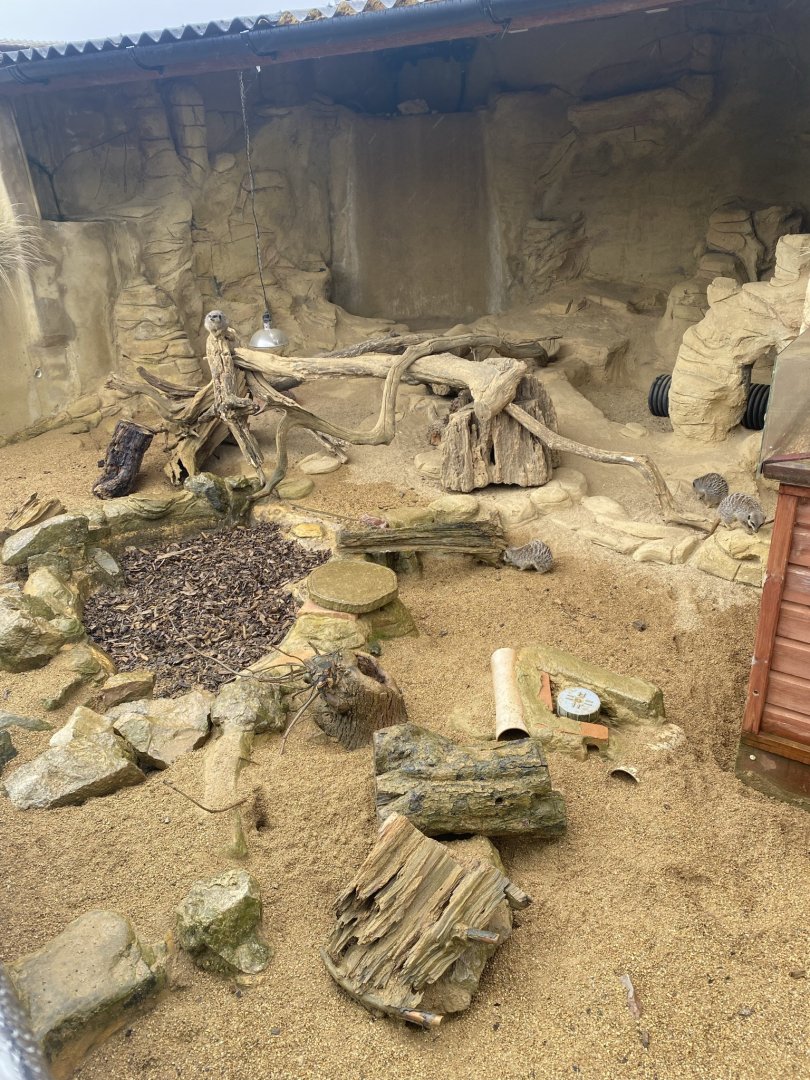Meerkat enclosure 240721
