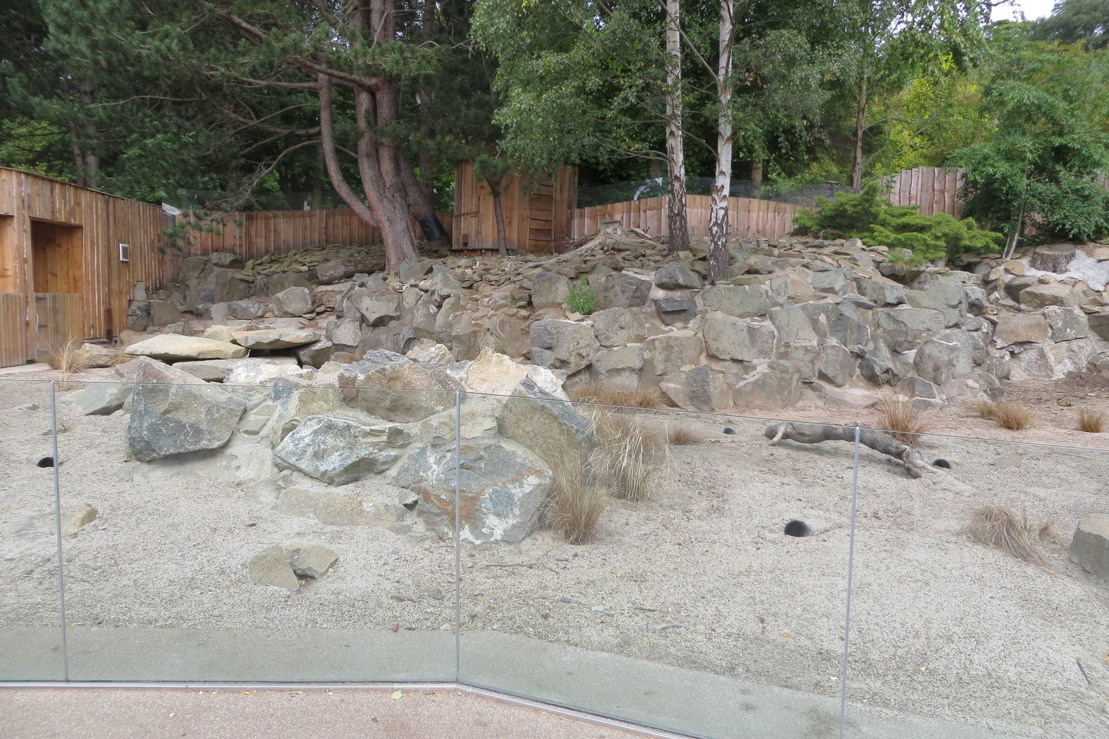 Meerkat enclosure 240815