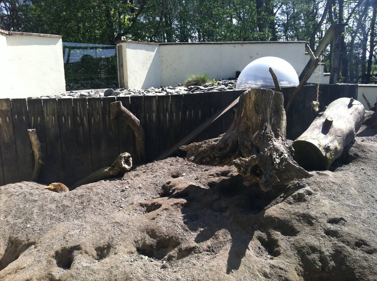 Meerkat Enclosure - 24th April 2011