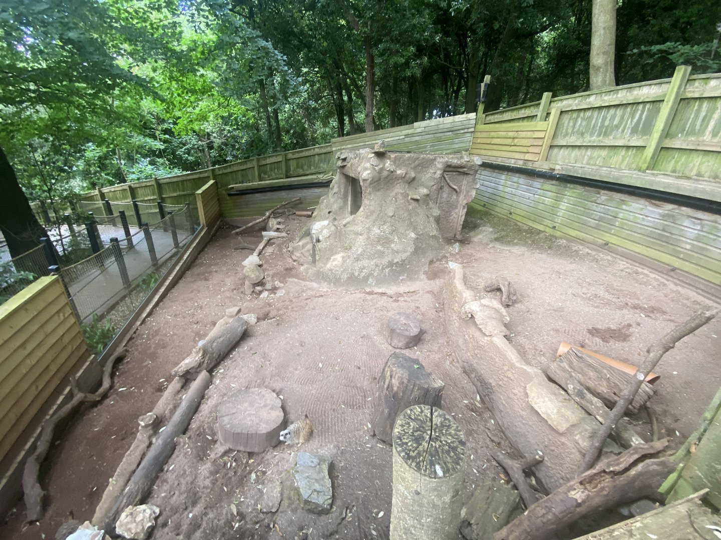 Meerkat enclosure 250623