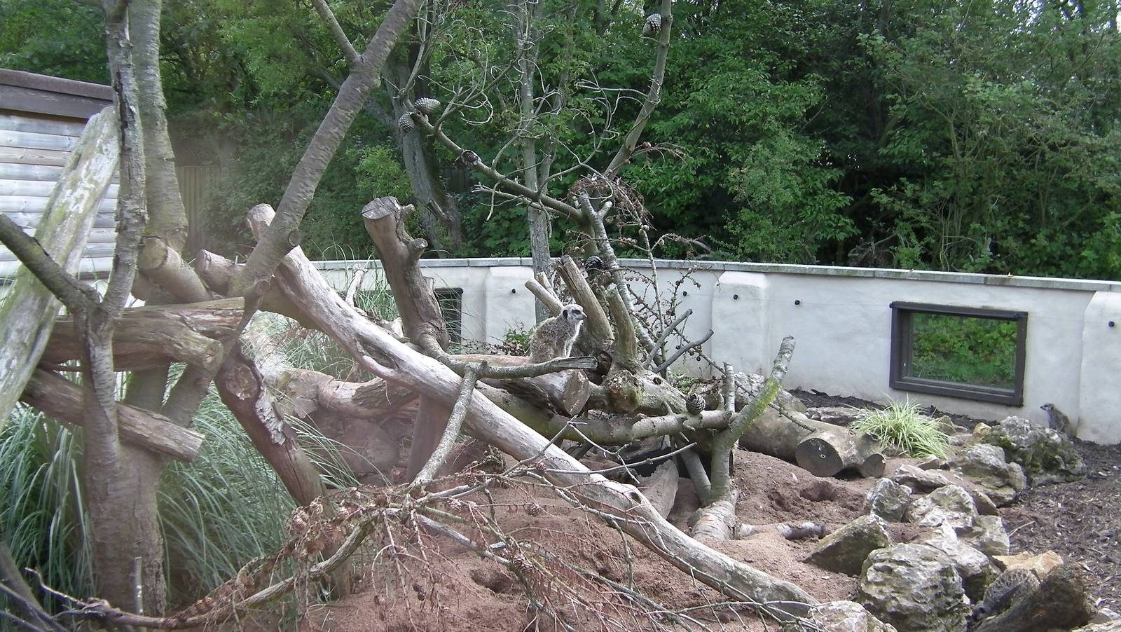 Meerkat Enclosure -26.08.2011