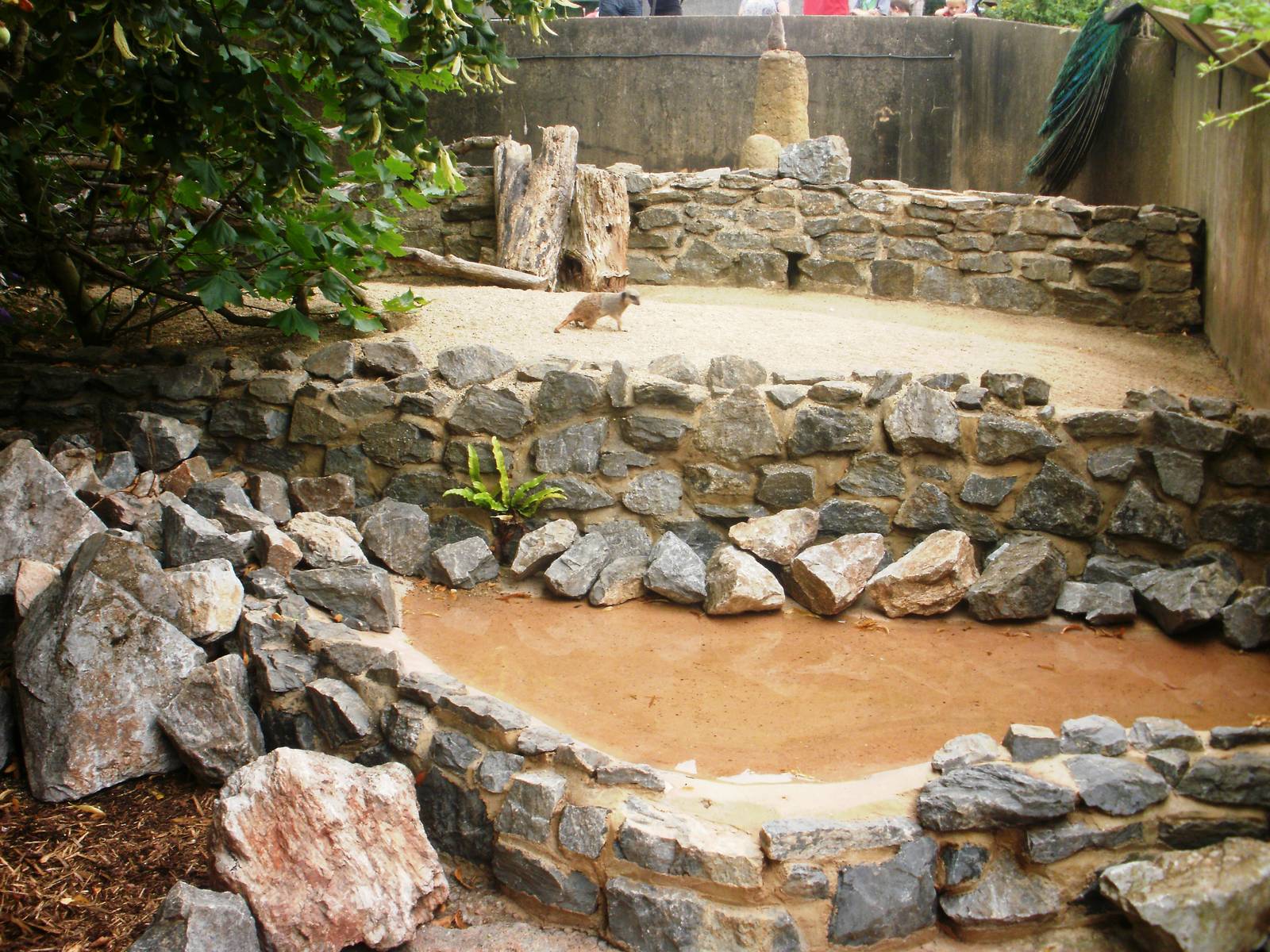 Meerkat Enclosure - 27.07.2010