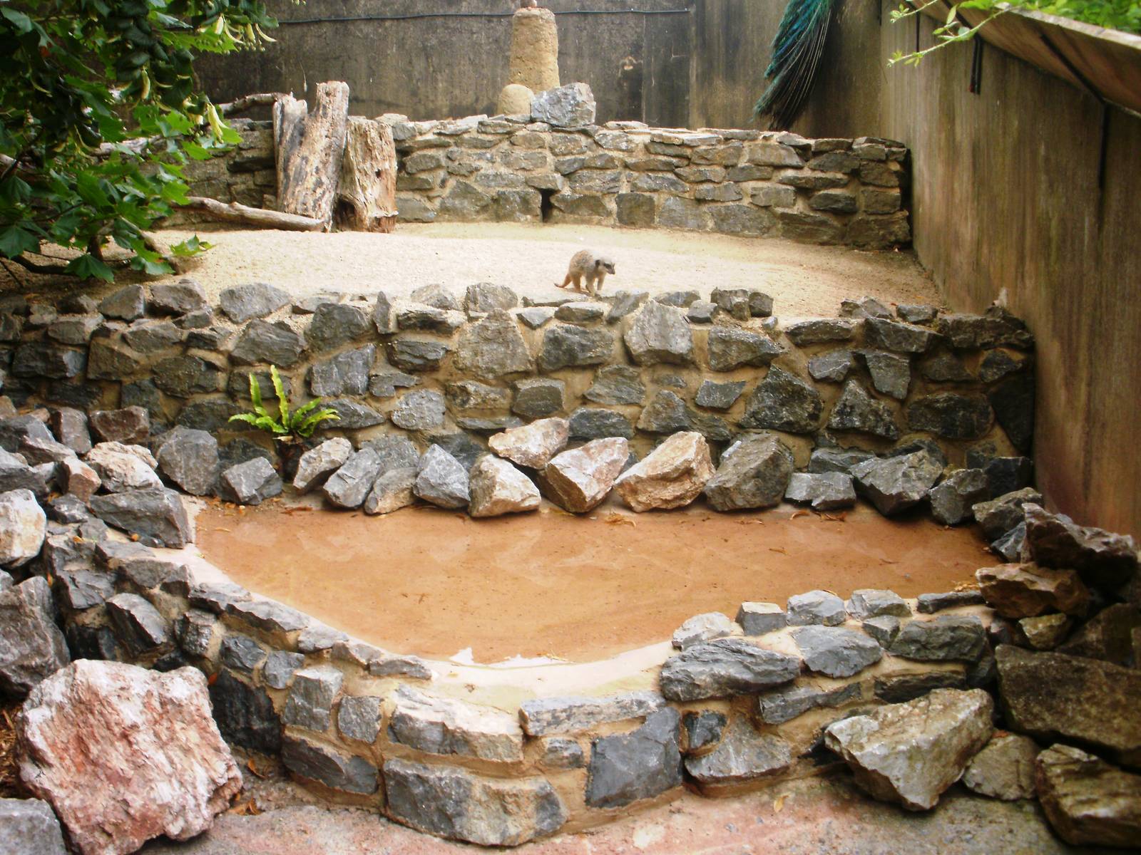 Meerkat Enclosure - 27.07.2010