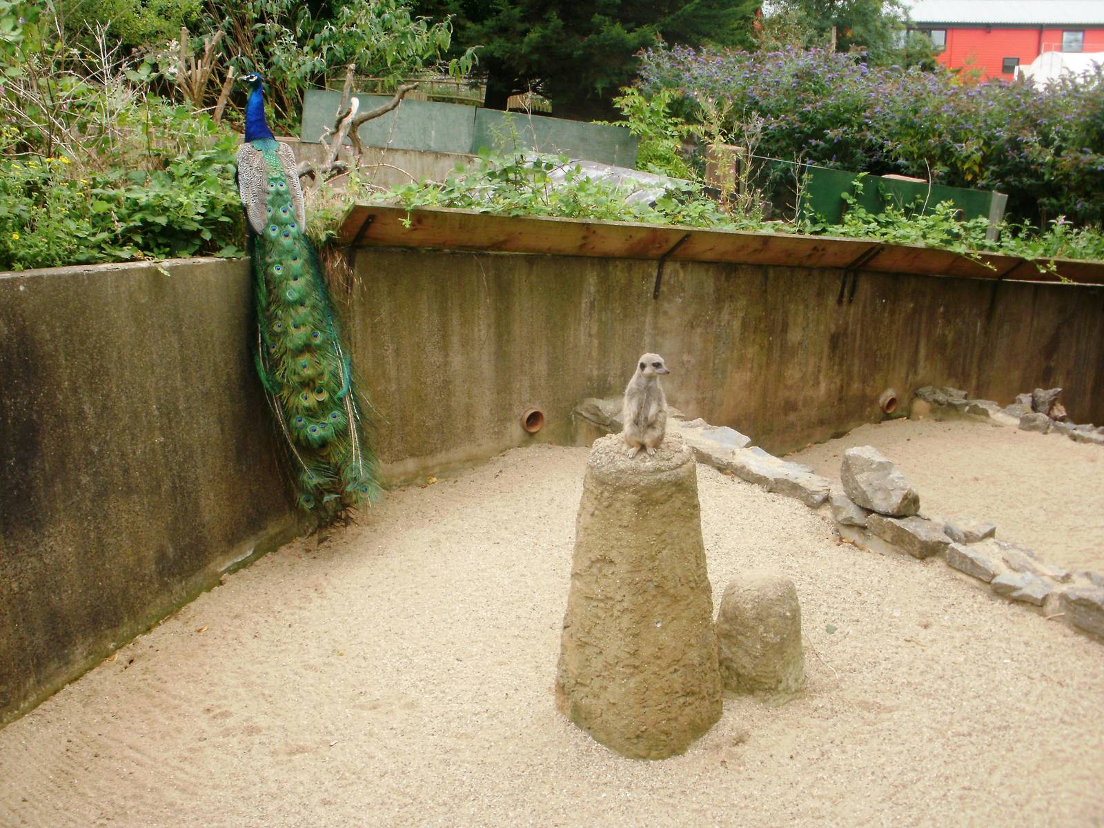 Meerkat Enclosure - 27.07.2010
