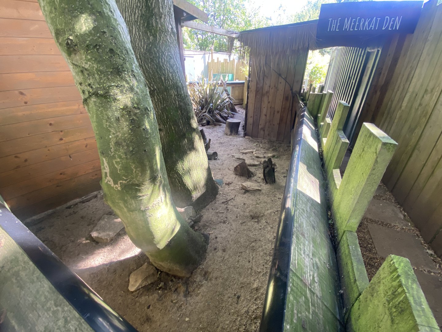 Meerkat enclosure 290723