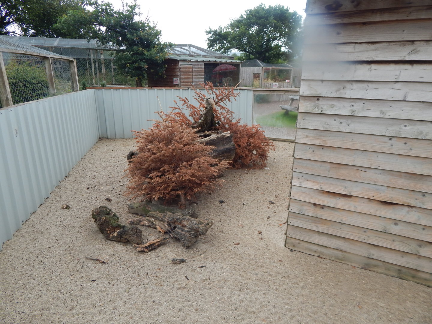 Meerkat enclosure 300623
