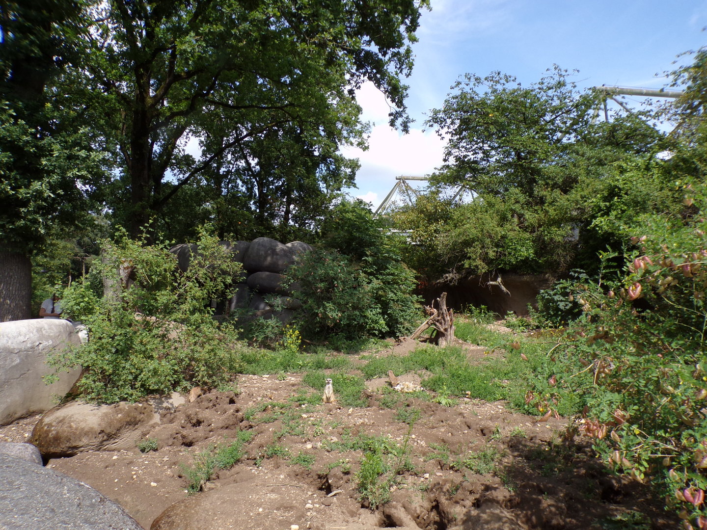 Meerkat enclosure 6.7.23