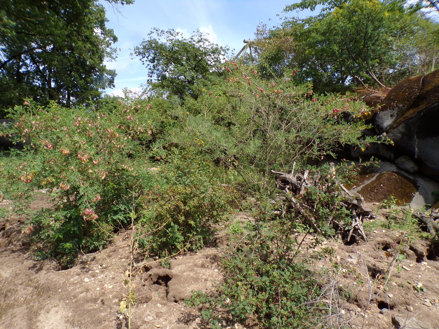 Meerkat enclosure 6.7.23