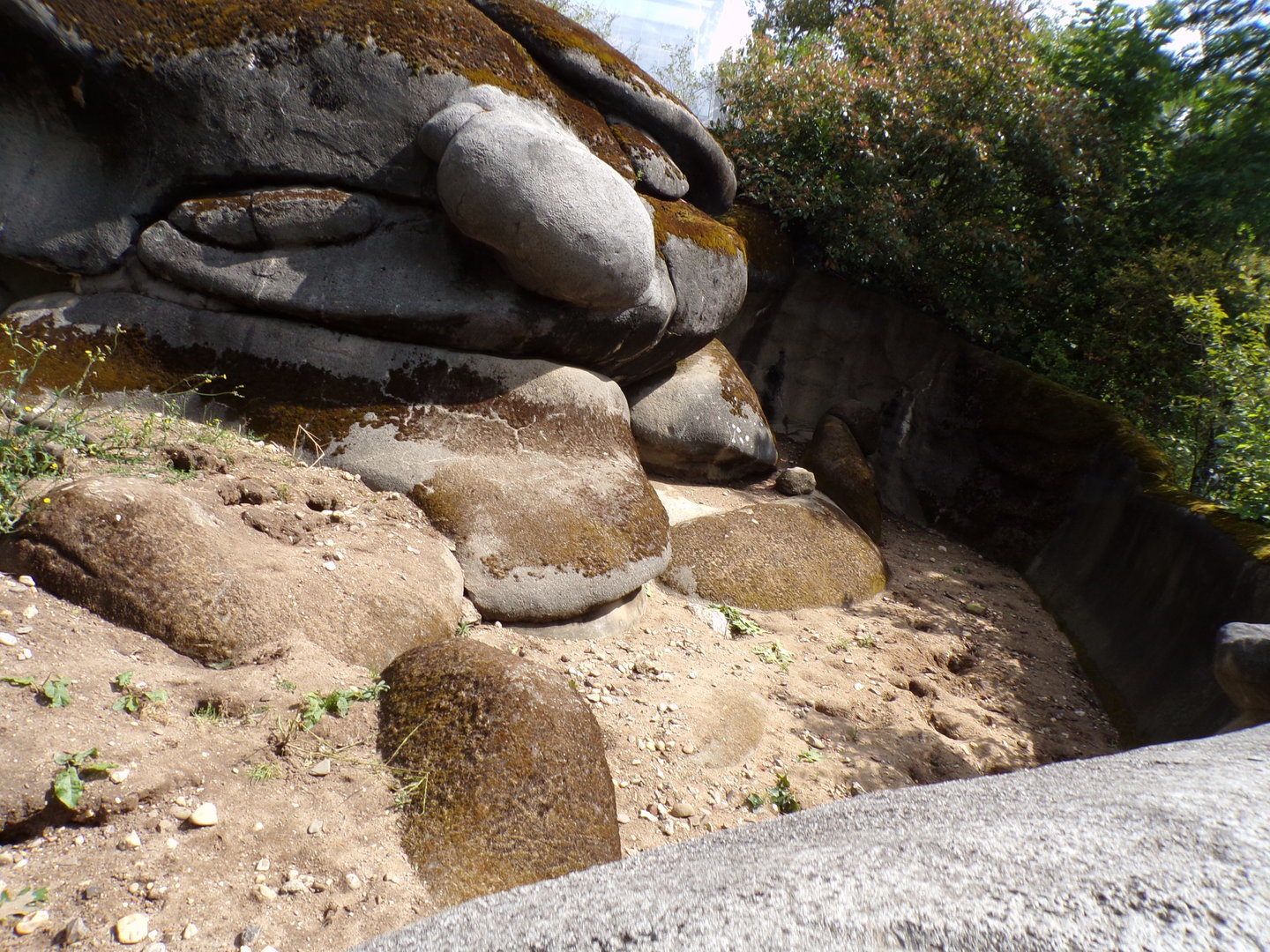 Meerkat enclosure 6.7.23