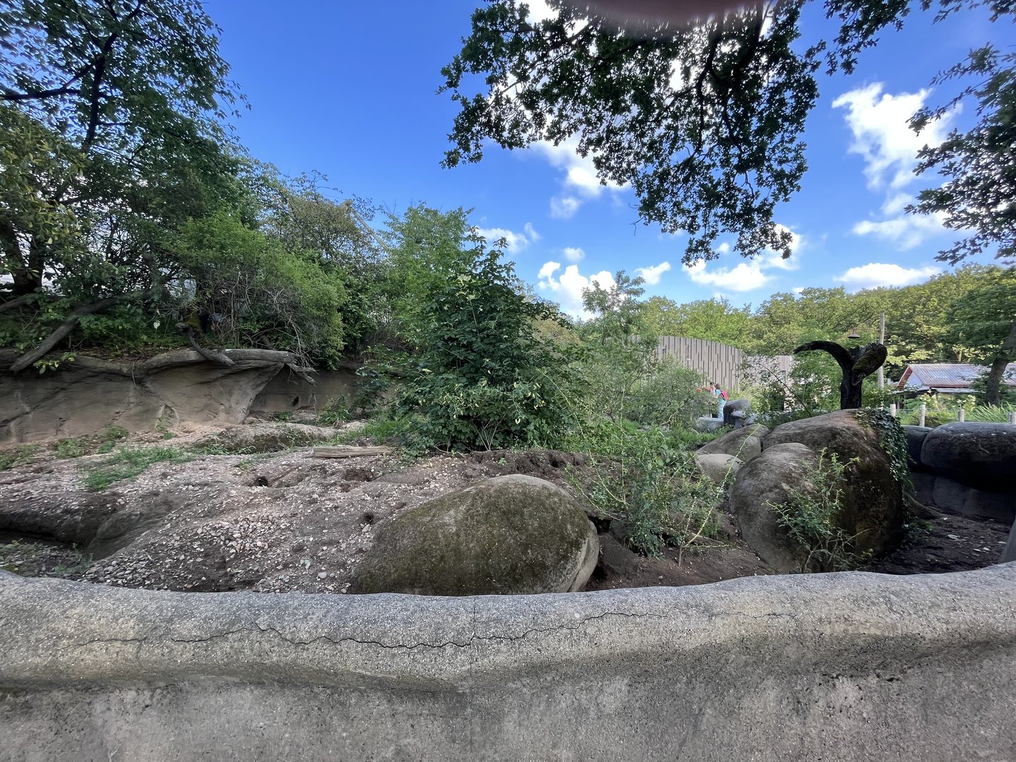 Meerkat enclosure 6.7.23