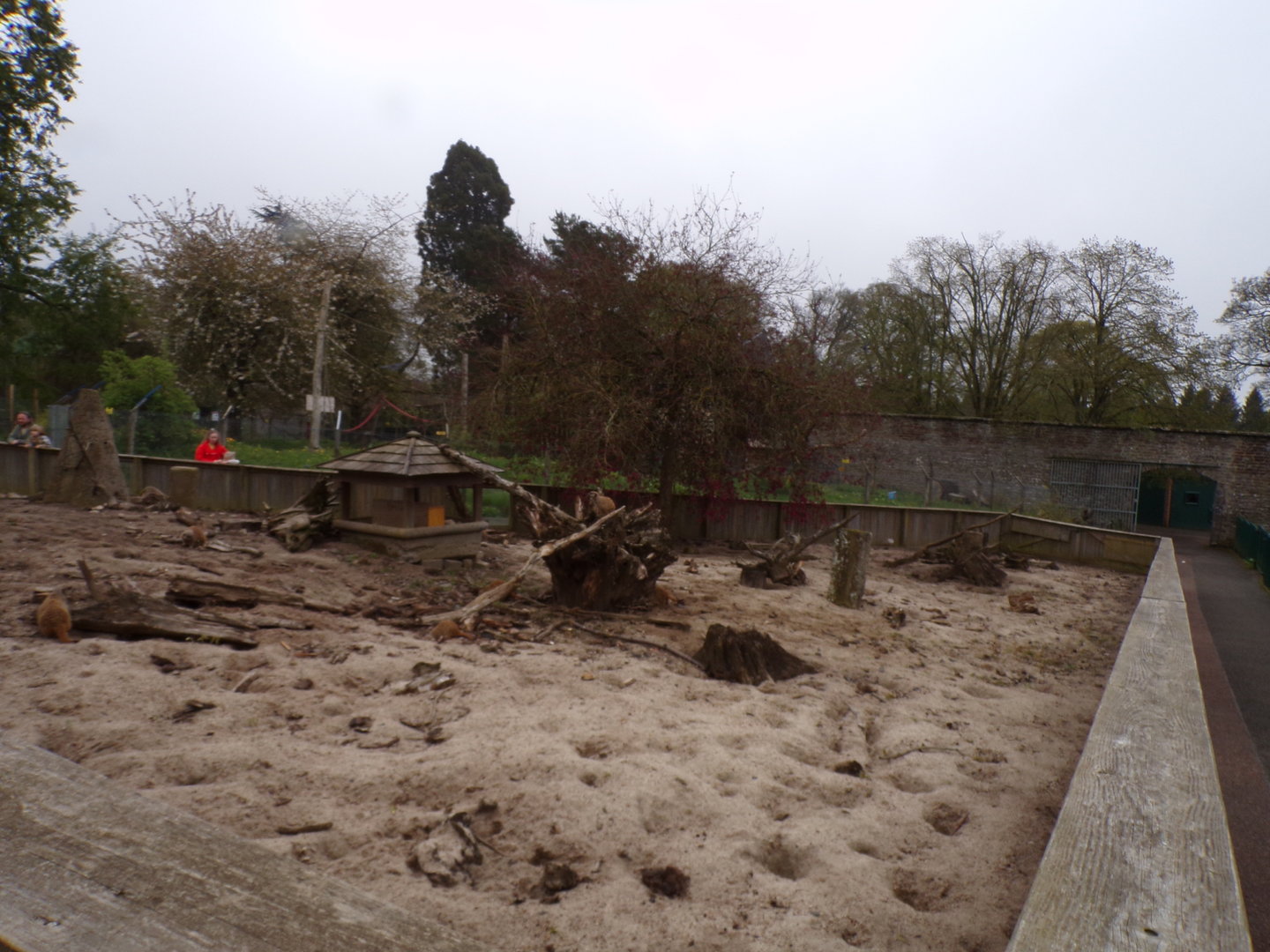 Meerkat enclosure 7.5.23