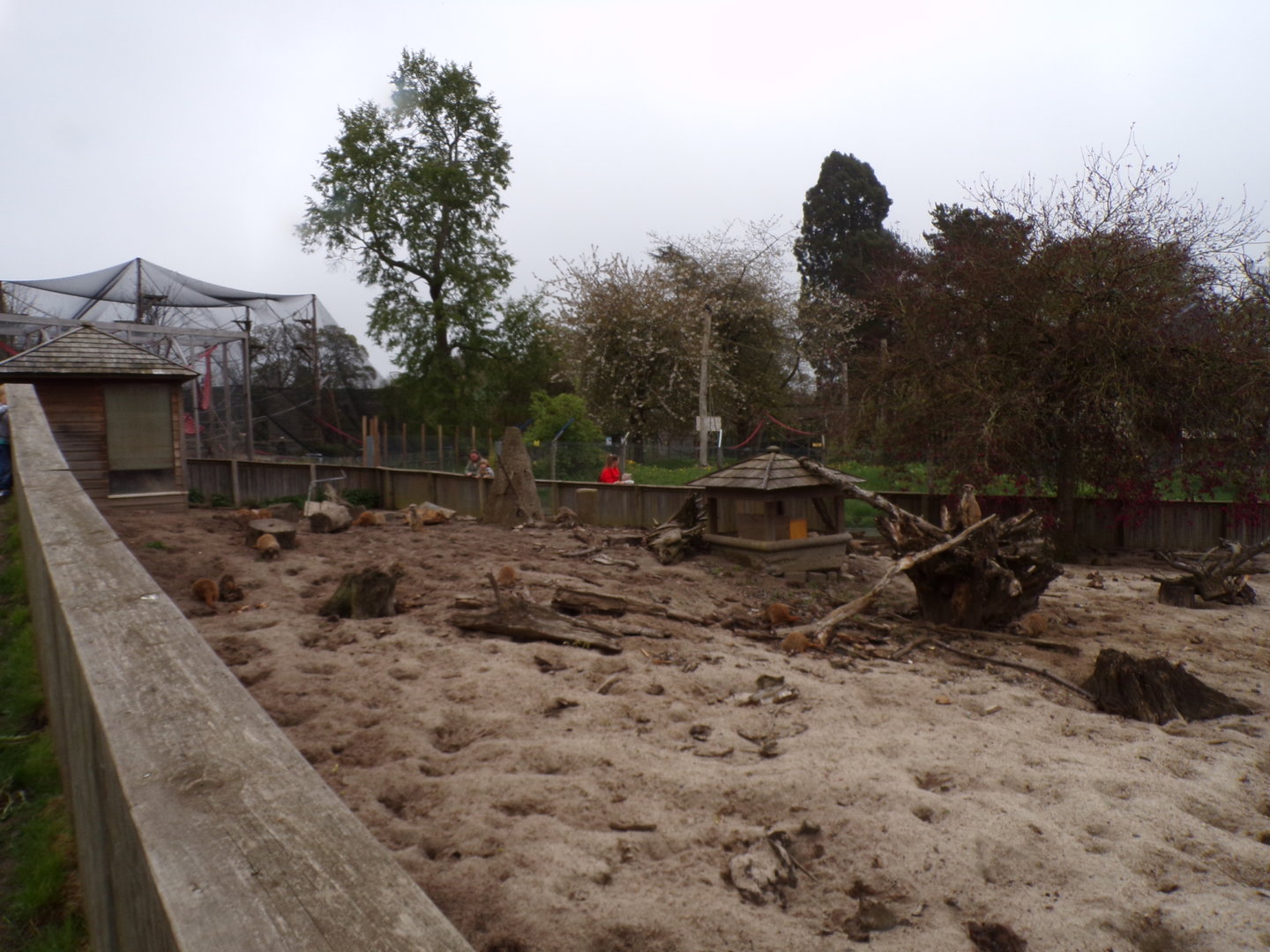 Meerkat enclosure 7.5.23