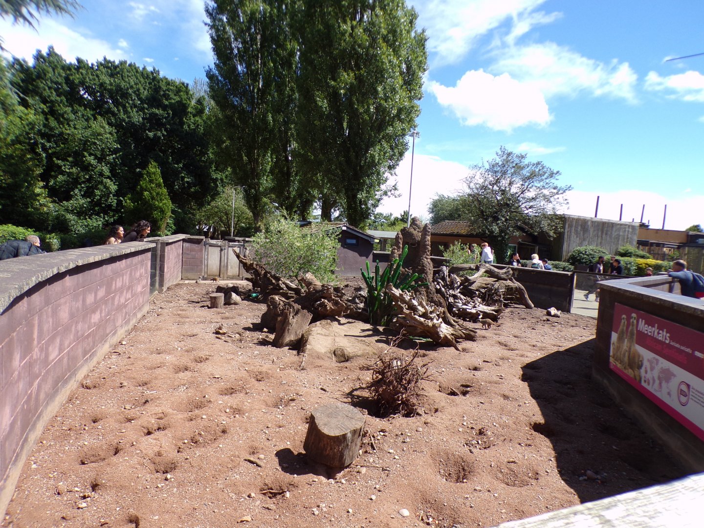 Meerkat enclosure 7.7.24