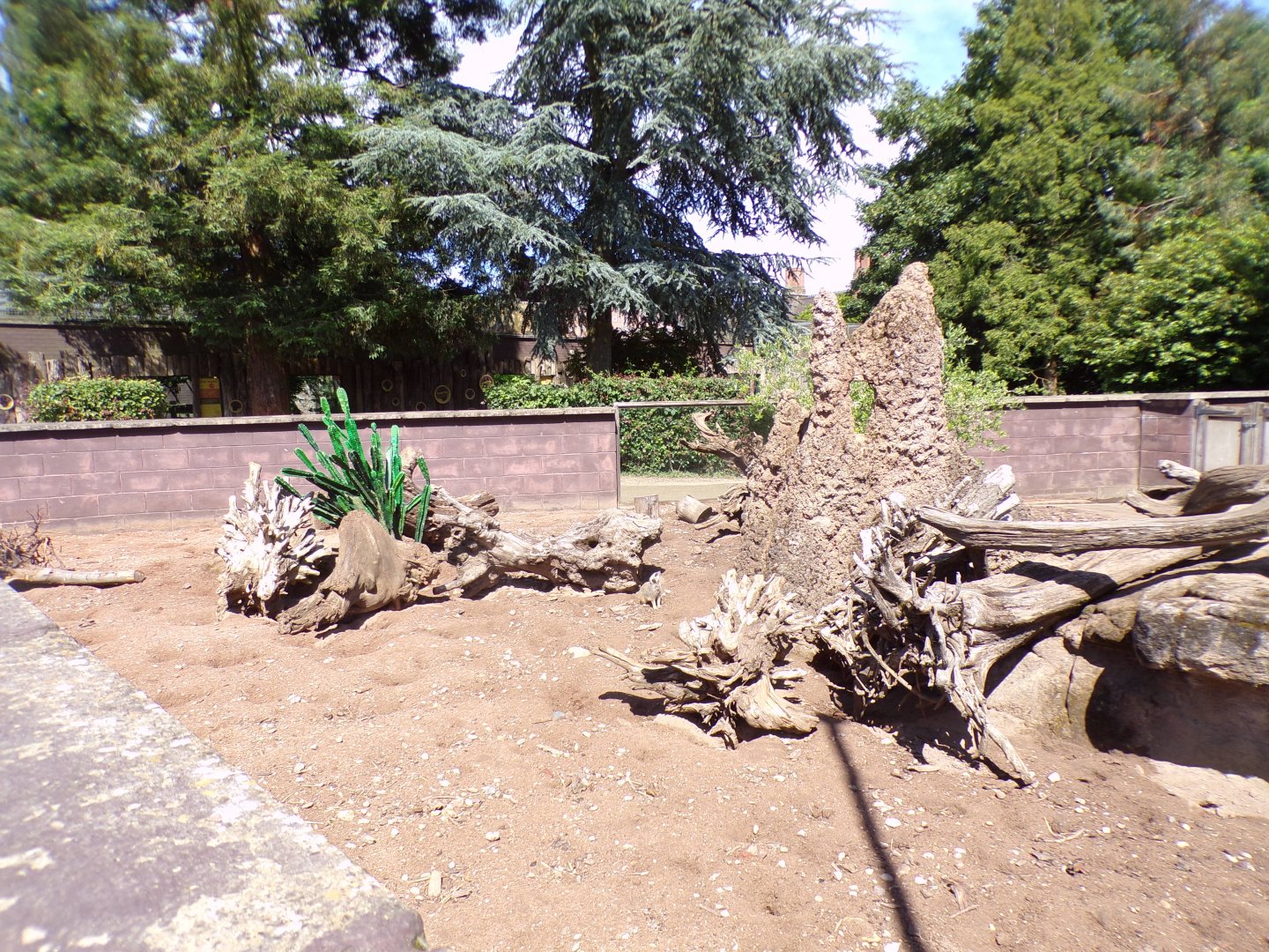 Meerkat enclosure 7.7.24