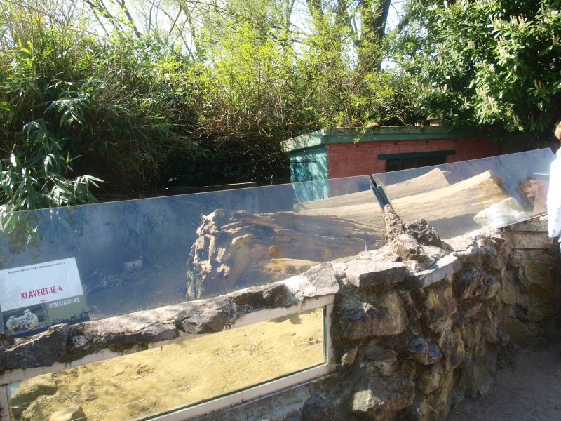 Meerkat enclosure (April 19th, 2015)