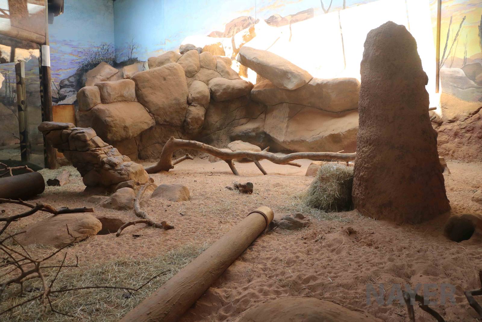 Meerkat enclosure, April 2016