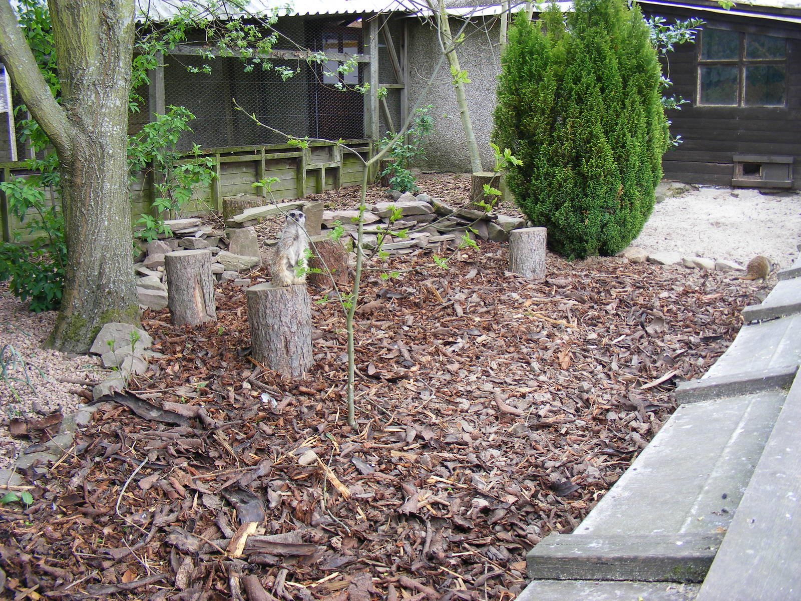 Meerkat enclosure at Auchingarrich Wildlife Centre, 20 May 2010