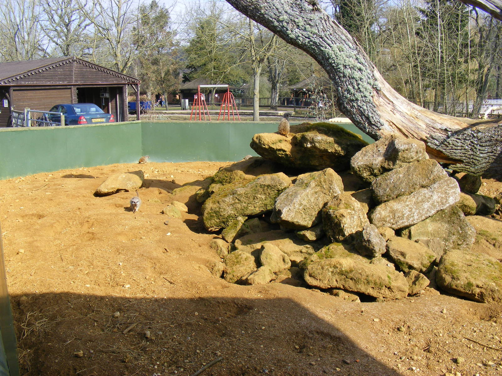 Meerkat enclosure at Beale Park, 13th March 2010