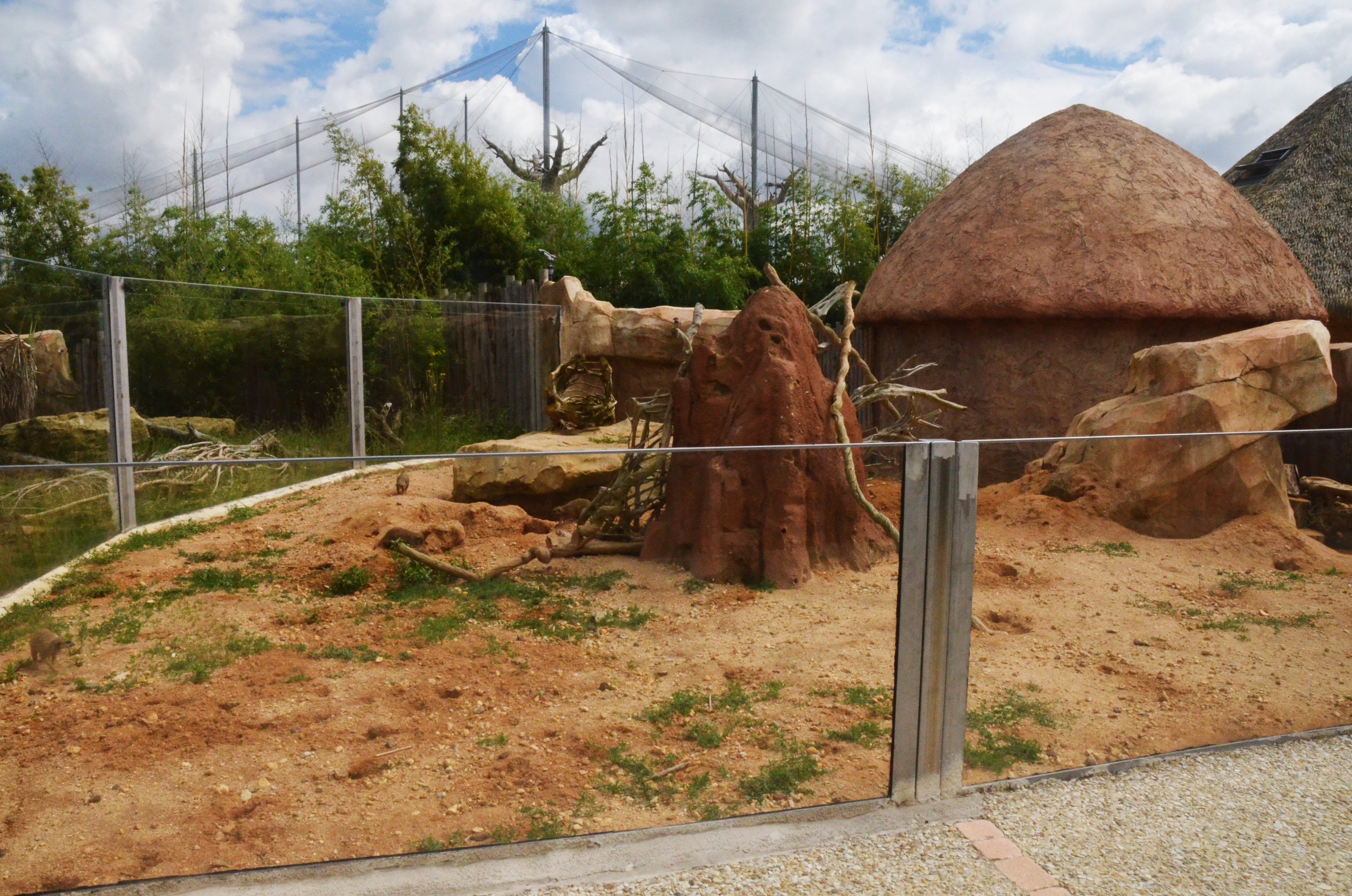 Meerkat Enclosure at Beauval, 12/06/18