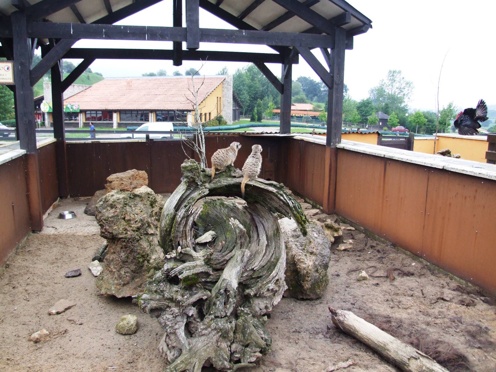 Meerkat Enclosure at Cabarceno, 11/06/15