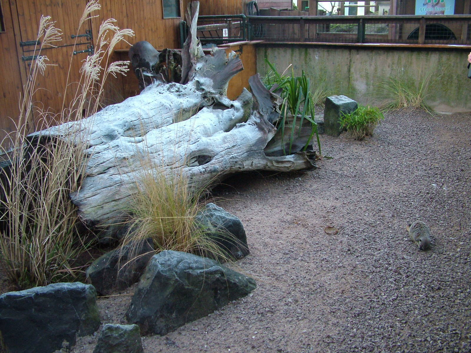 Meerkat enclosure at Chester Dec 08