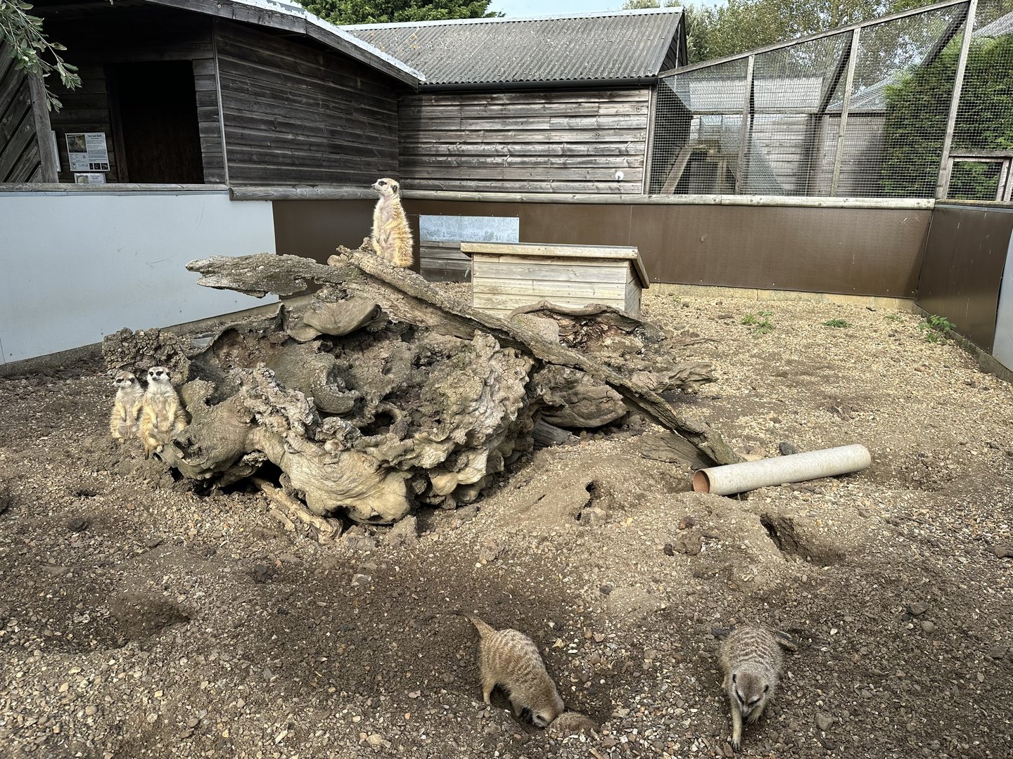 Meerkat Enclosure at Hamerton Zoo Park (October 2023)