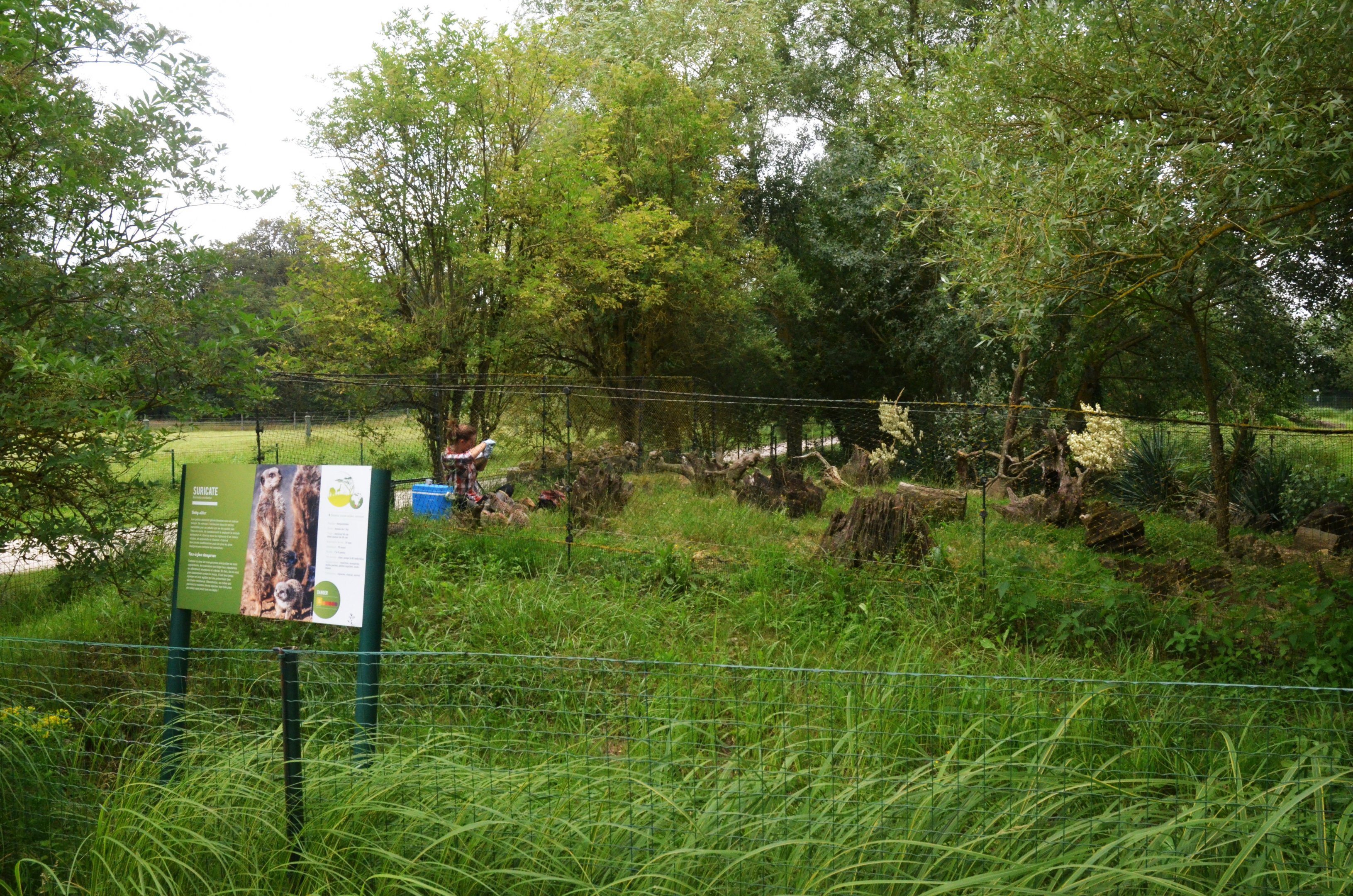 Meerkat Enclosure at Haute-Touche, 14/06/18