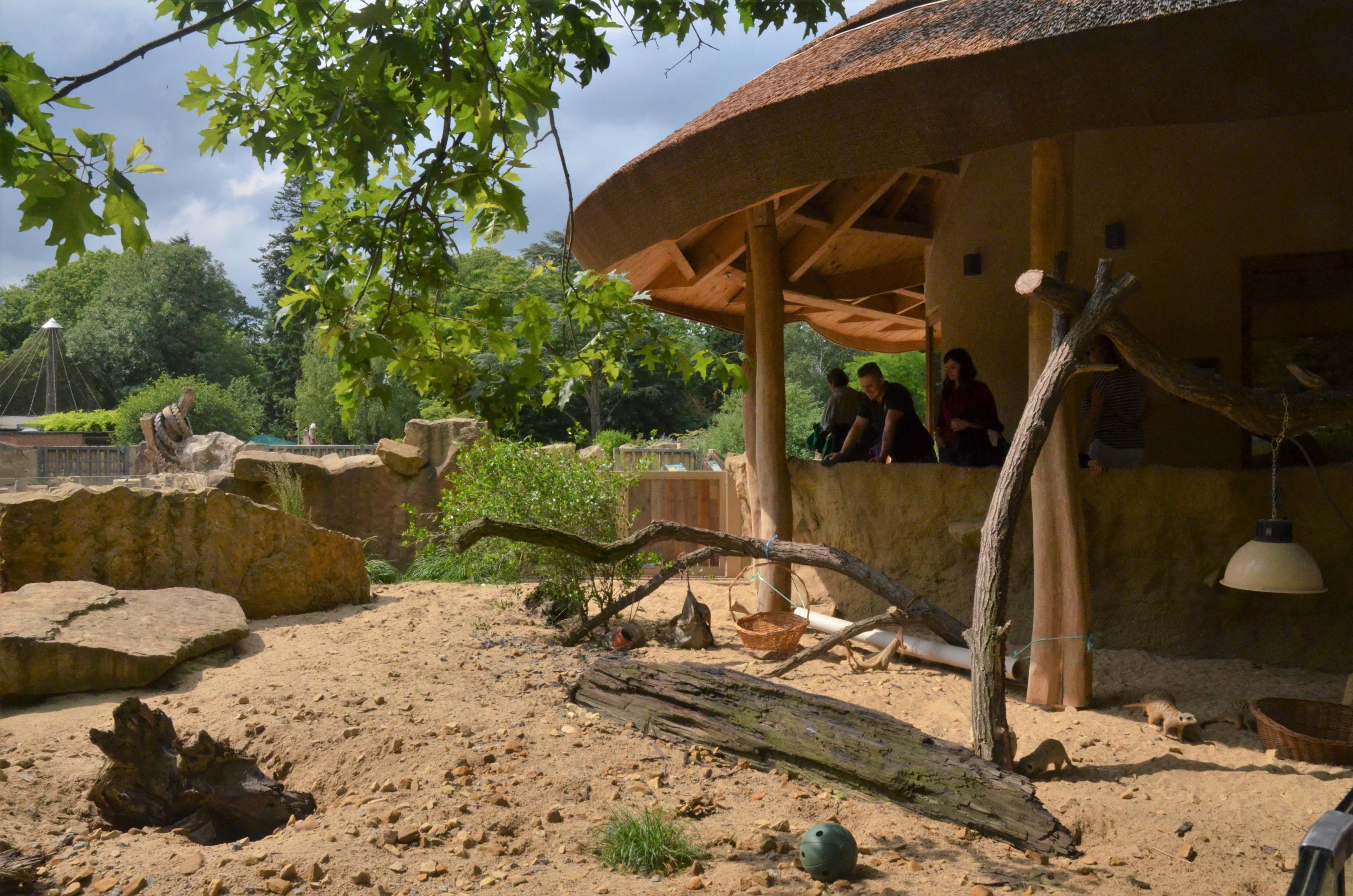 Meerkat Enclosure at Krefeld, 15/06/19