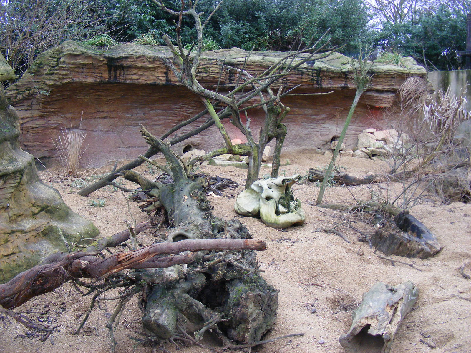 Meerkat enclosure at London Zoo, 15 January 2011