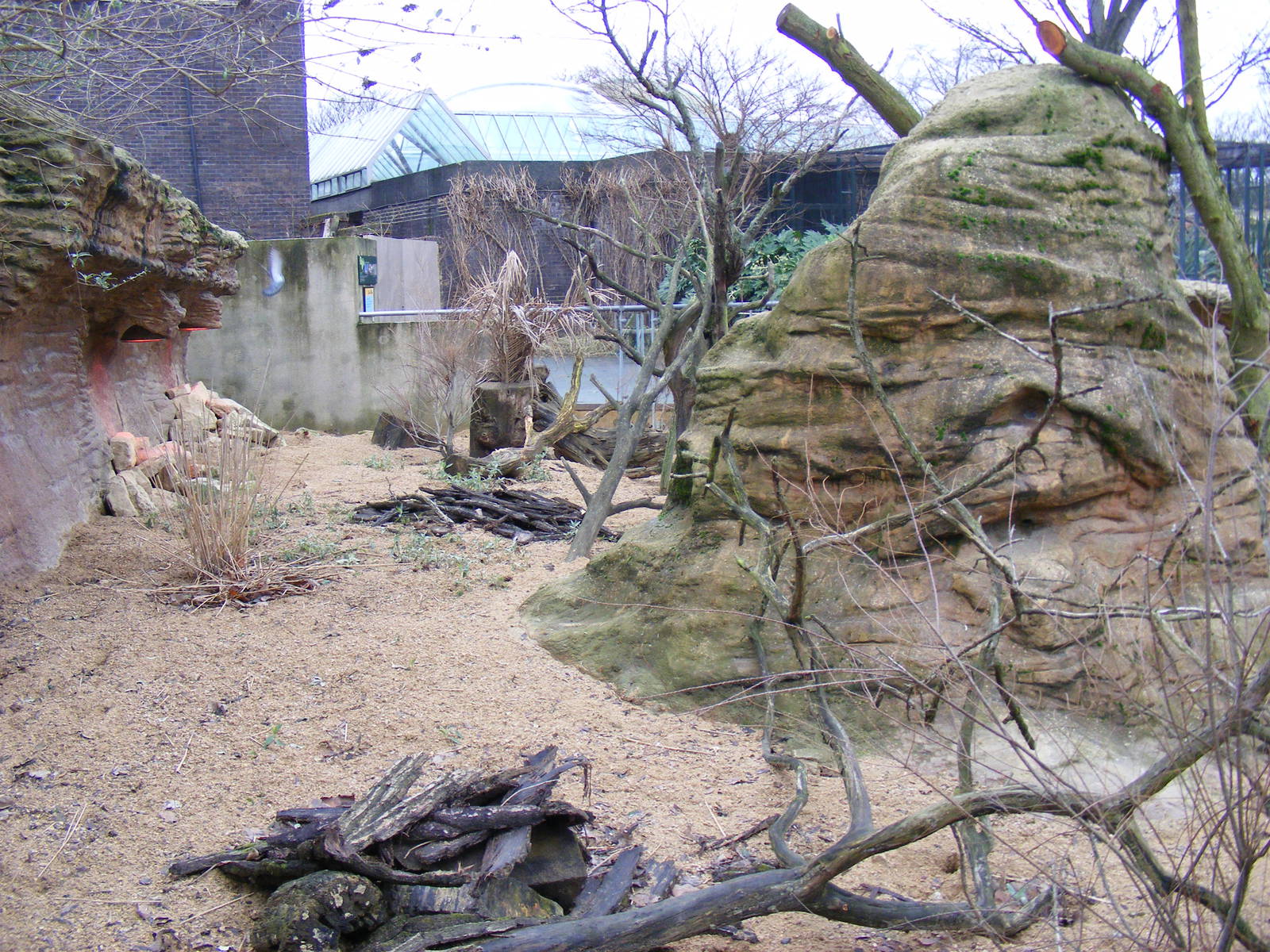 Meerkat enclosure at London Zoo, 15 January 2011