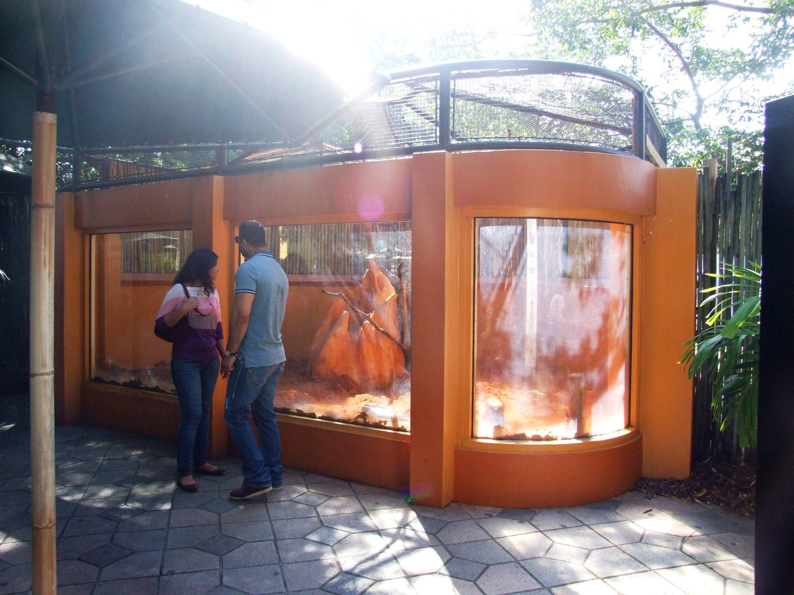 Meerkat Enclosure at Miami, 12/10/13