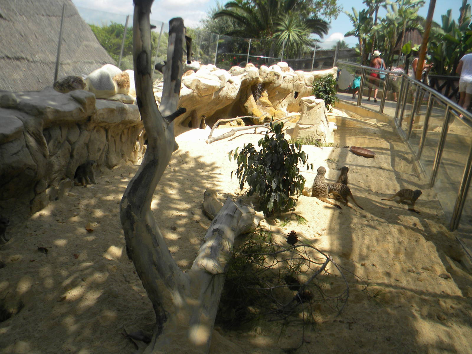 Meerkat enclosure at Mundo Mar 01/08/11
