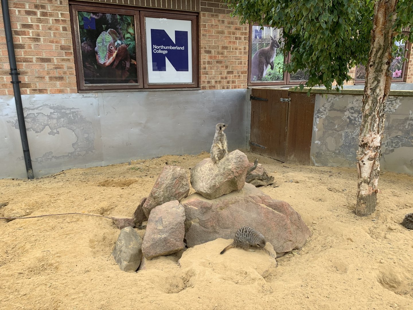 Meerkat Enclosure at Northumberland College Zoo (2020)