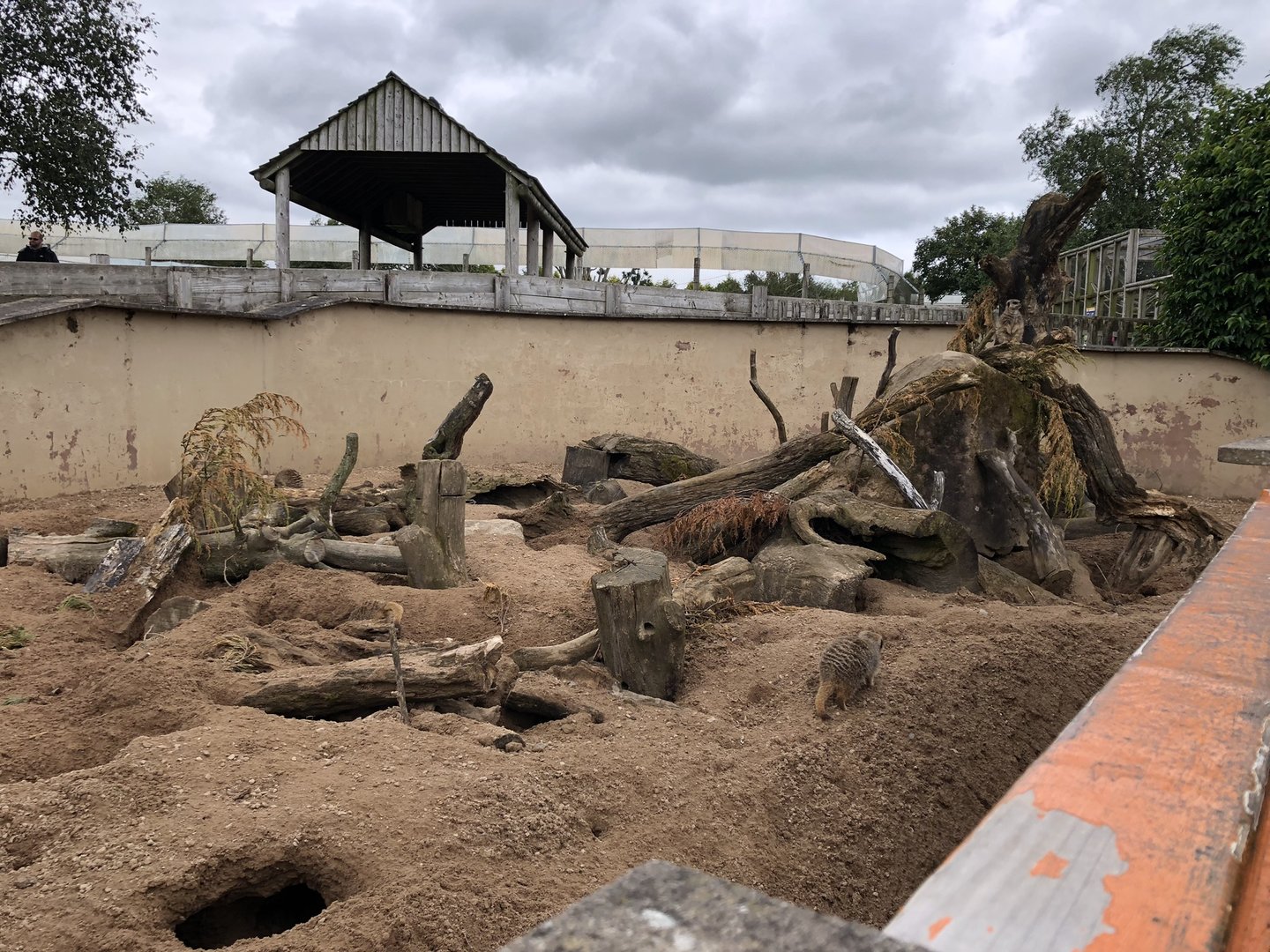 Meerkat Enclosure at Peak Wildlife Park (August 2023)