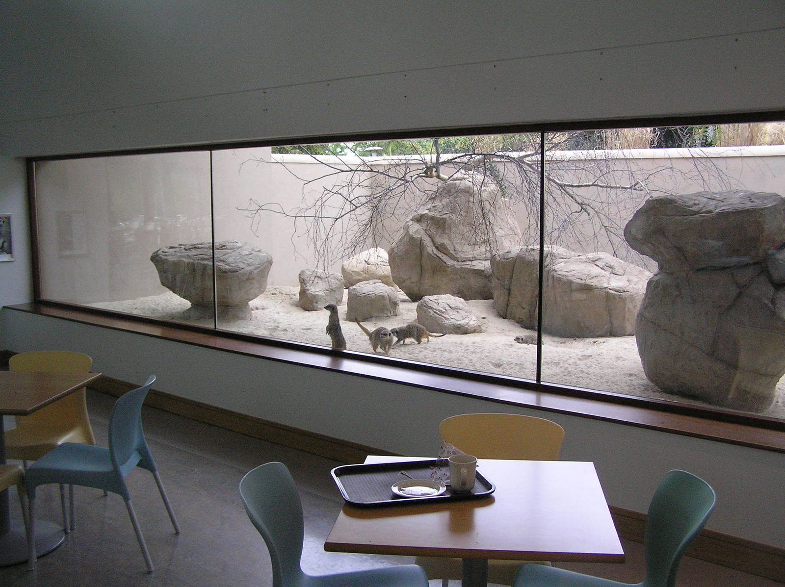 Meerkat enclosure at restaurant Dublin - 07
