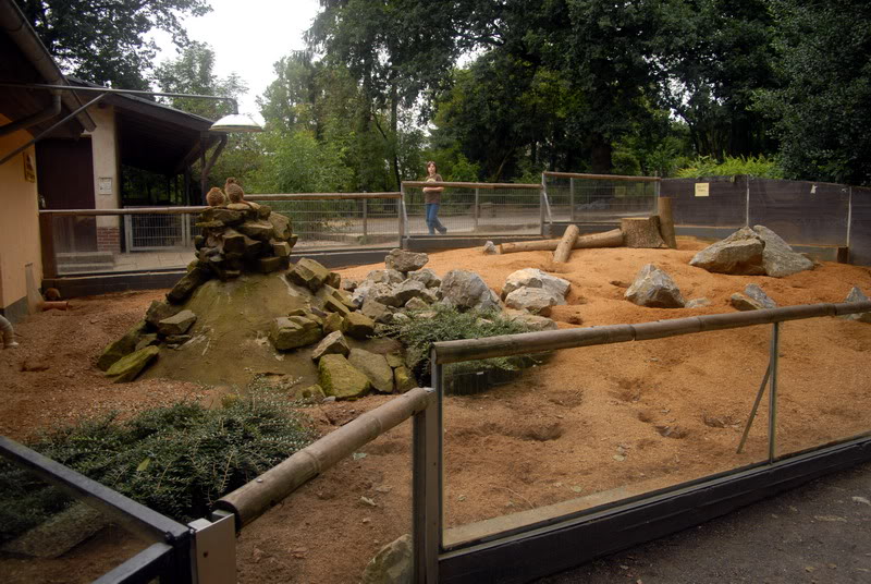 Meerkat enclosure at solingen
