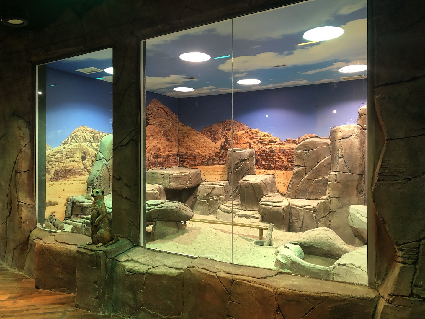 Meerkat enclosure at the Emaar aquarium