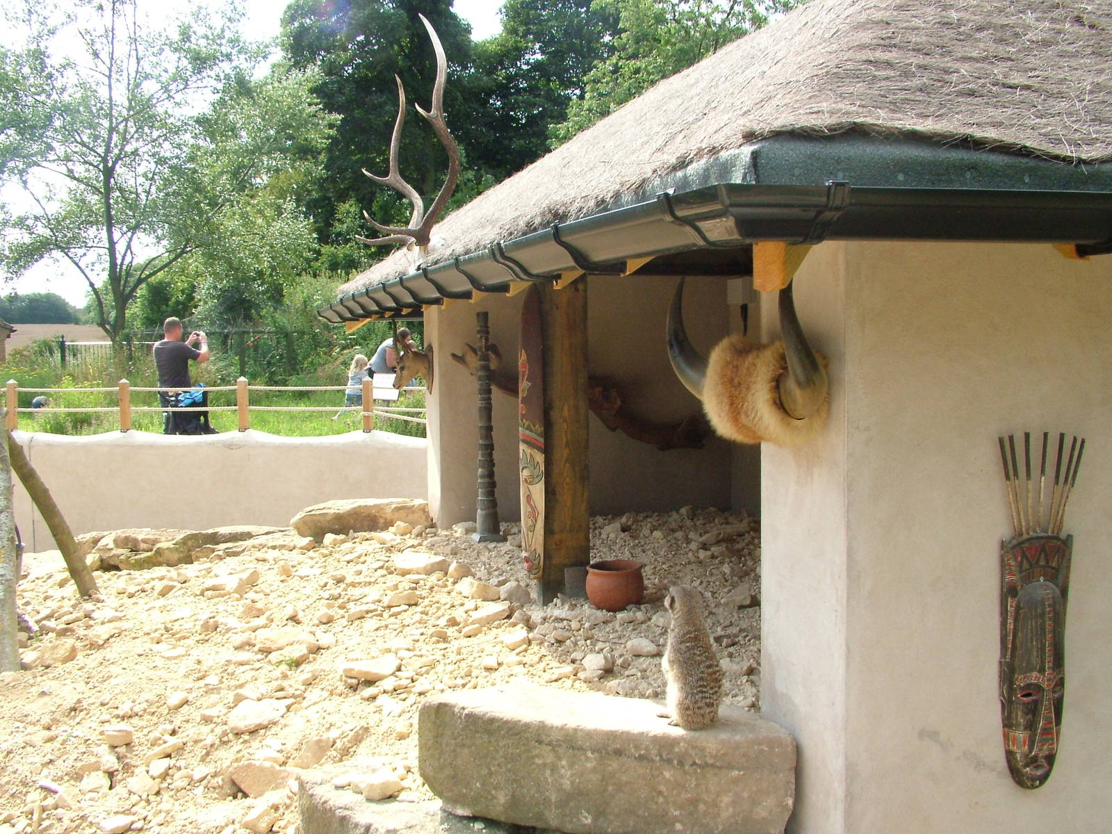 Meerkat enclosure at Tropical Butterfly House 02/08/09