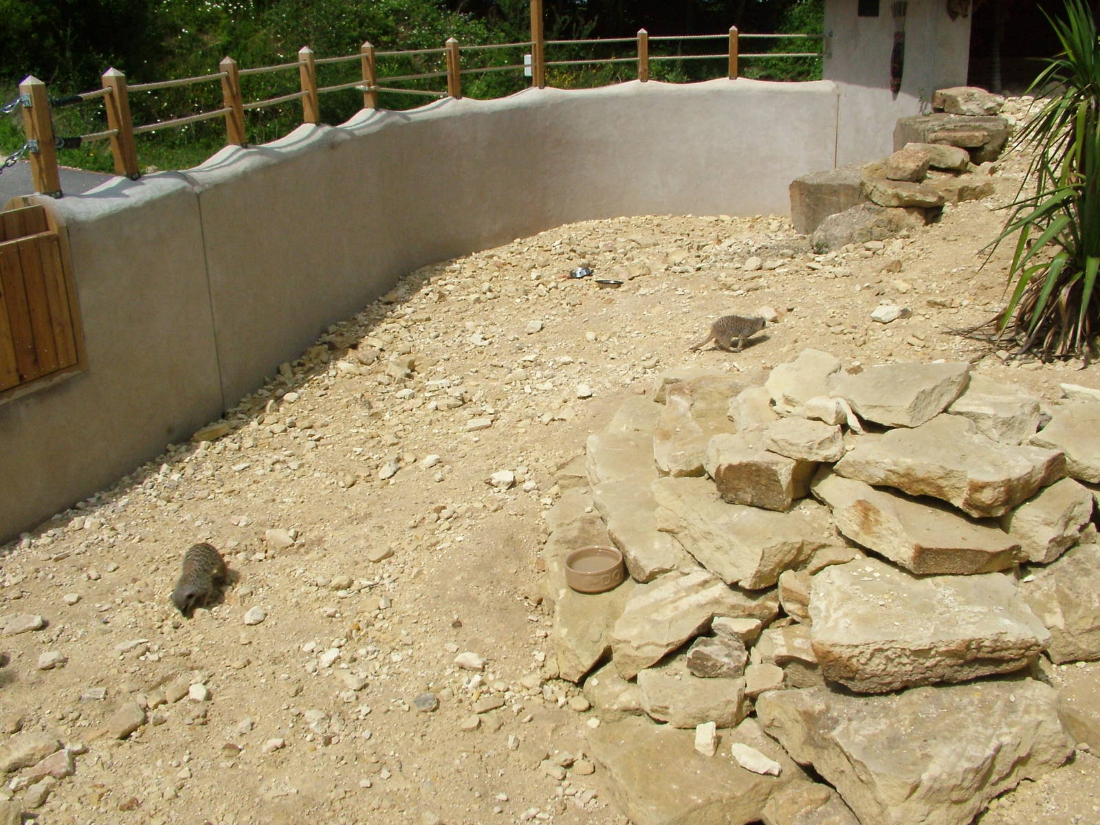 Meerkat enclosure at Tropical Butterfly House 13/06/09